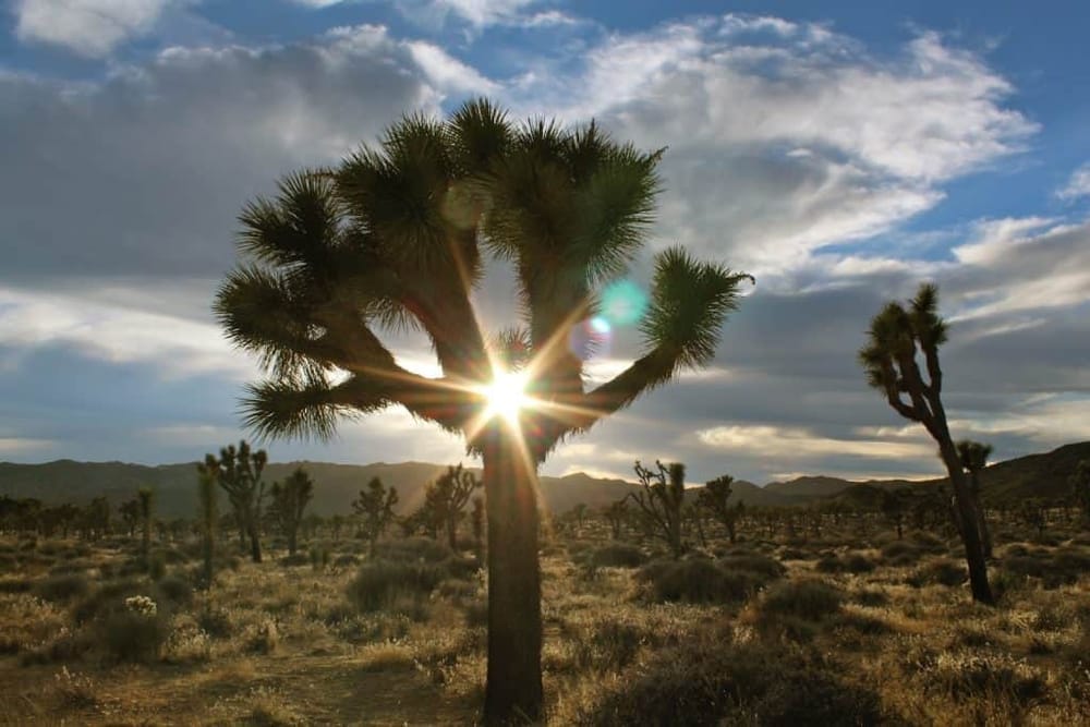 Desert landscape with Joshua trees, sunburst through the trees, and mountains in the background.