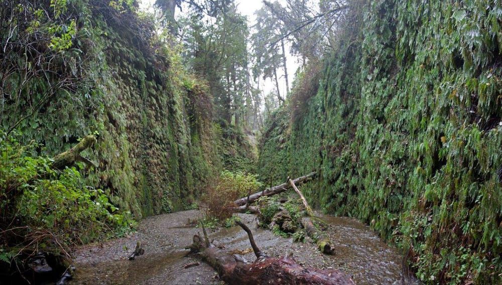 Lush green canyon with moss-covered walls and fallen logs, scenic outdoor adventure destination.