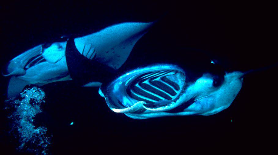 Bioluminescent deep-sea fish illuminating dark ocean waters, showcasing marine life discovery.
