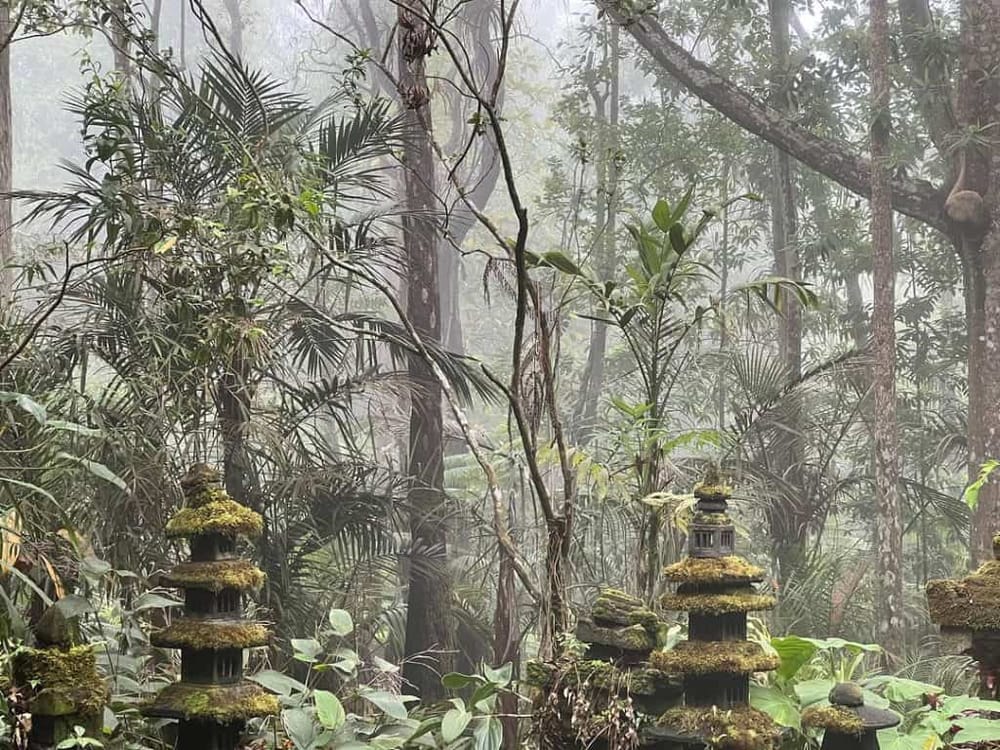 Lush rainforest with moss-covered pagodas in a misty jungle setting.