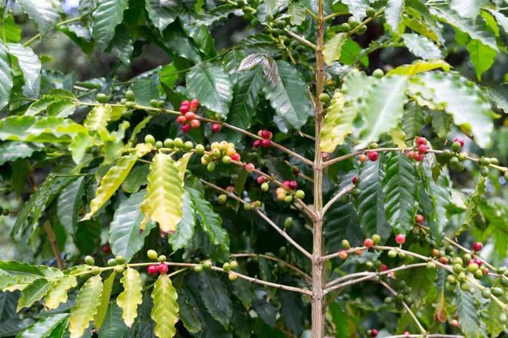 Coffee plant with ripe and unripe cherries on the branch, lush green leaves, and natural outdoor setting.