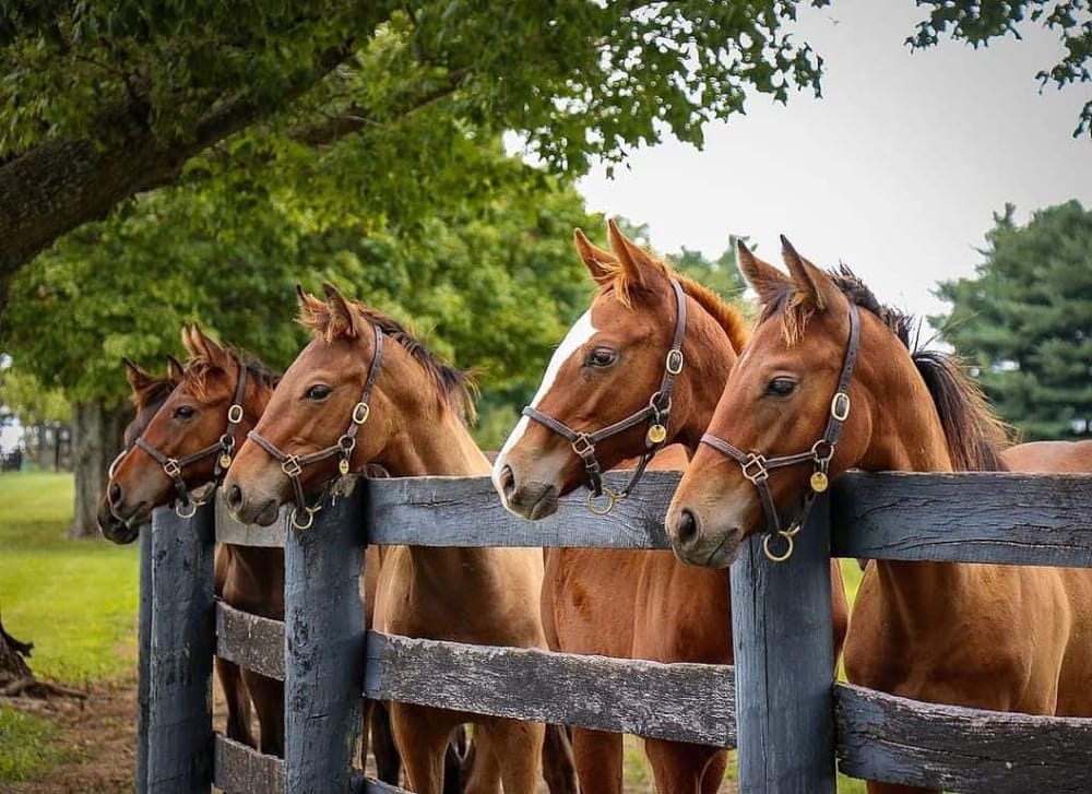 Four horses standing behind a wooden fence in a green, outdoor setting.