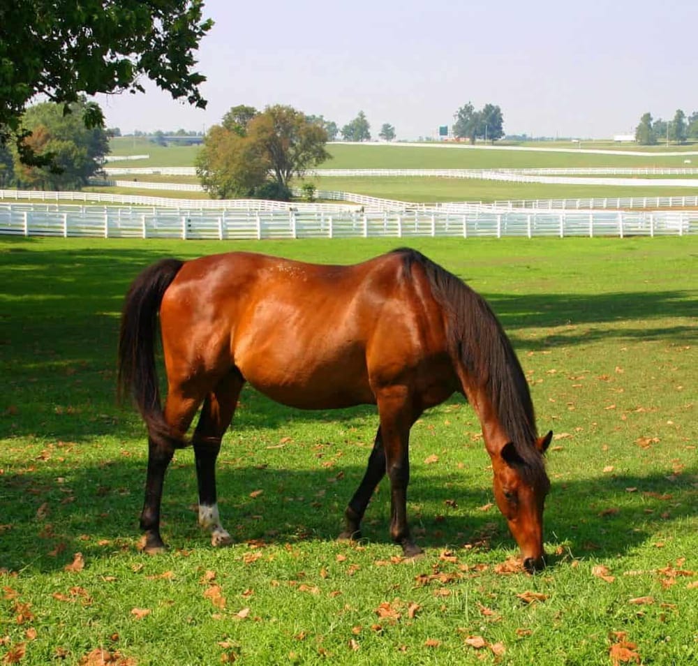 Tranquil horse grazing in lush green pasture with white fenced riding area in background.