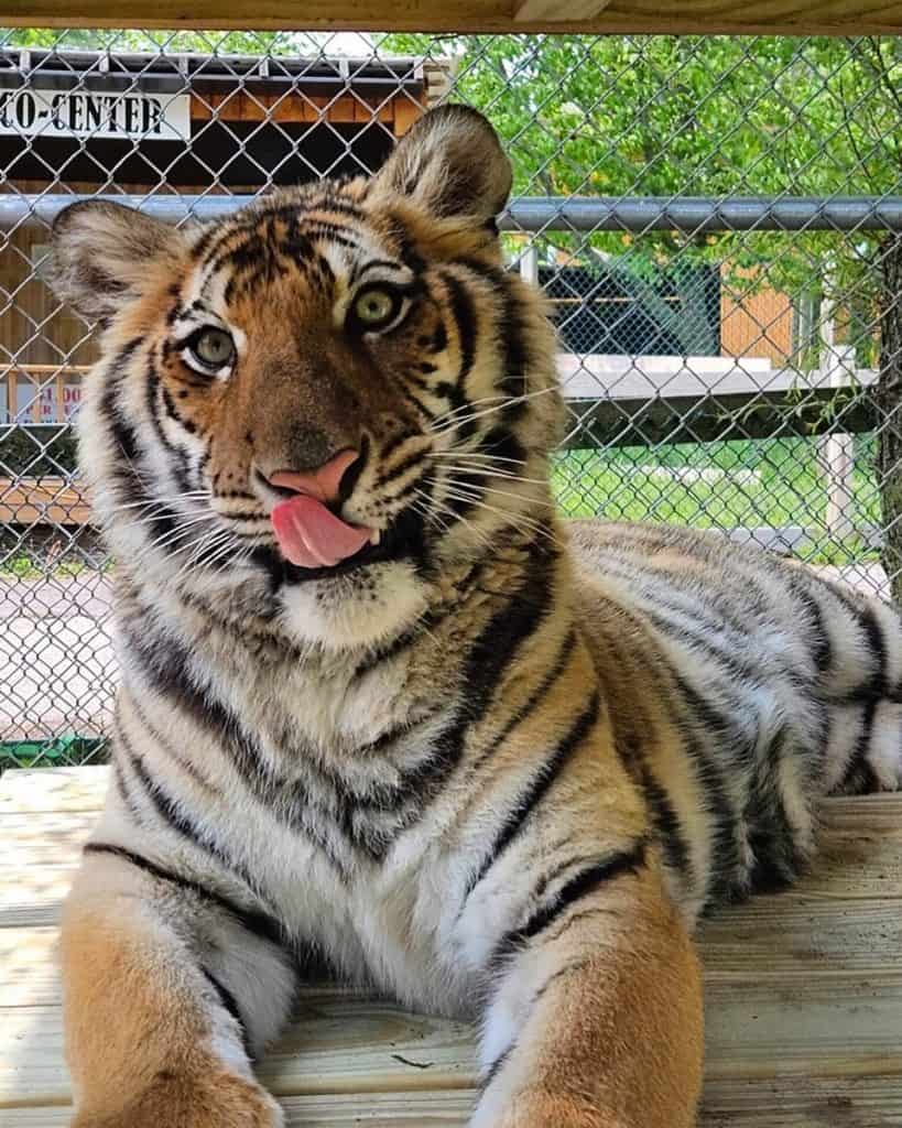 Cute tiger cub at zoo with playful expression and pink tongue licking nose.