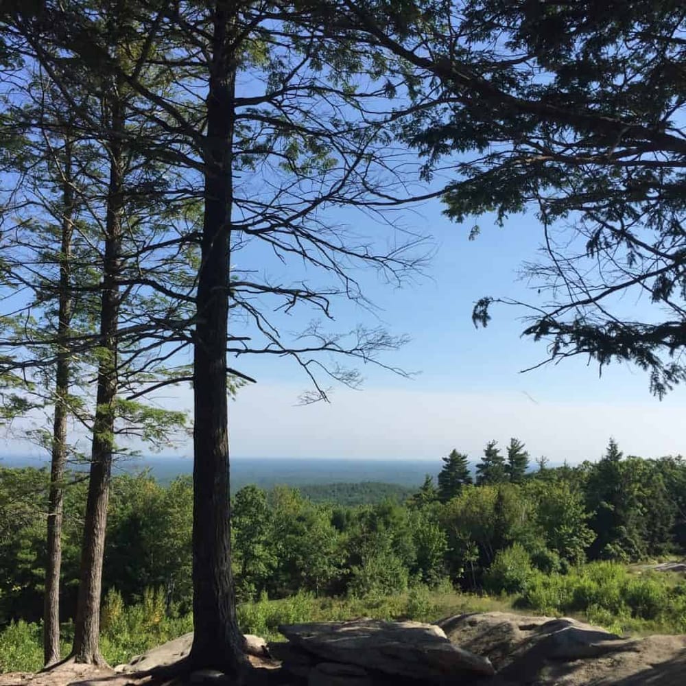 Vast forest view with tall pine trees and clear blue sky from a scenic hiking trail.