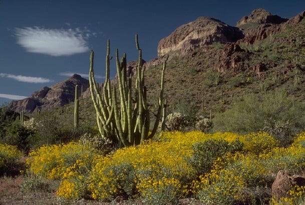 Bright desert landscape with cactus and yellow wildflowers against rugged mountains and blue sky.