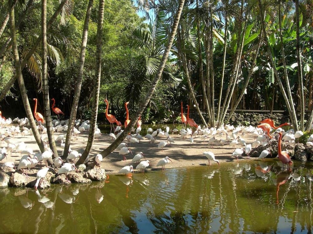 Colorful flamingos and white pelicans in a lush tropical lagoon surrounded by green trees and foliage.