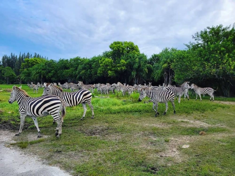 Zebra herd in lush green nature reserve with trees and blue sky, wildlife habitat safari scene.