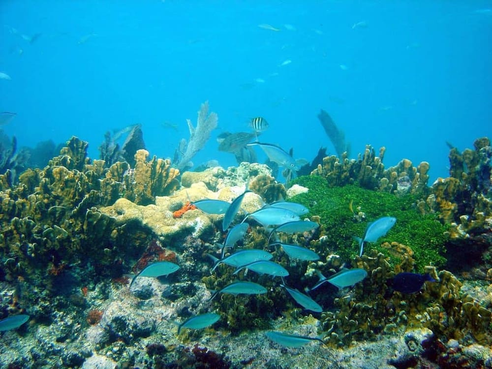 Vibrant coral reef with colorful fish, underwater marine life, and clear blue ocean waters.