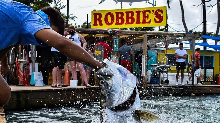 Large fish caught at Robbie's in Key West, Florida, during a popular fishing and wildlife adventure.