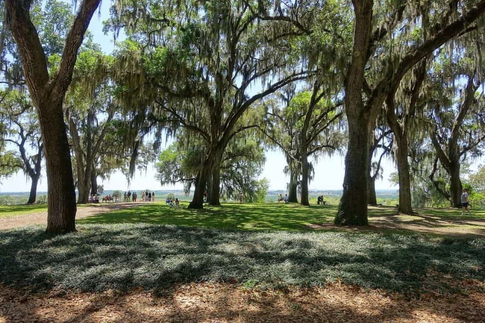 Lush shade trees in a scenic park with visitors enjoying the outdoor space.