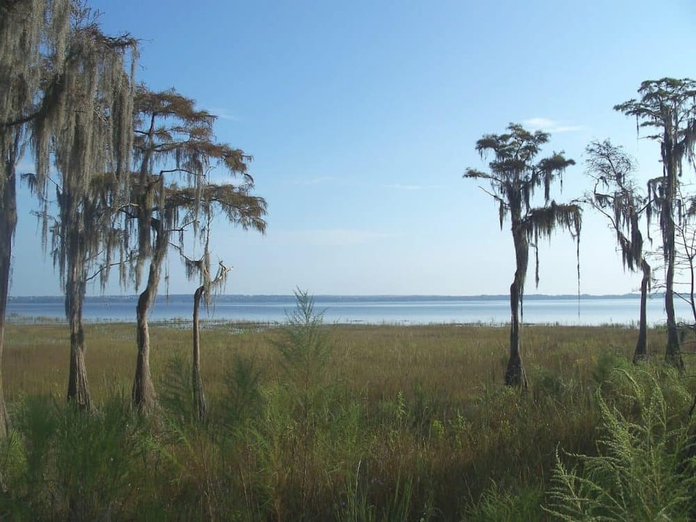 Swampy wetlands with Spanish moss, along with a large body of water in the background, under a bright blue sky.