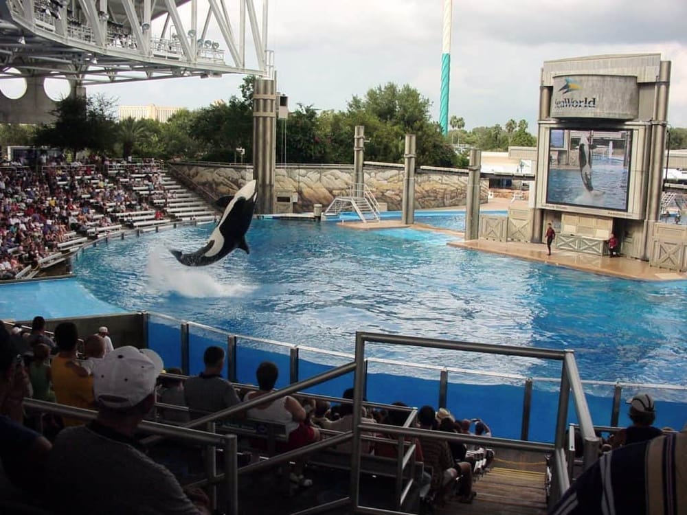 Dolphins performing tricks at SeaWorld Orlando dolphin show.