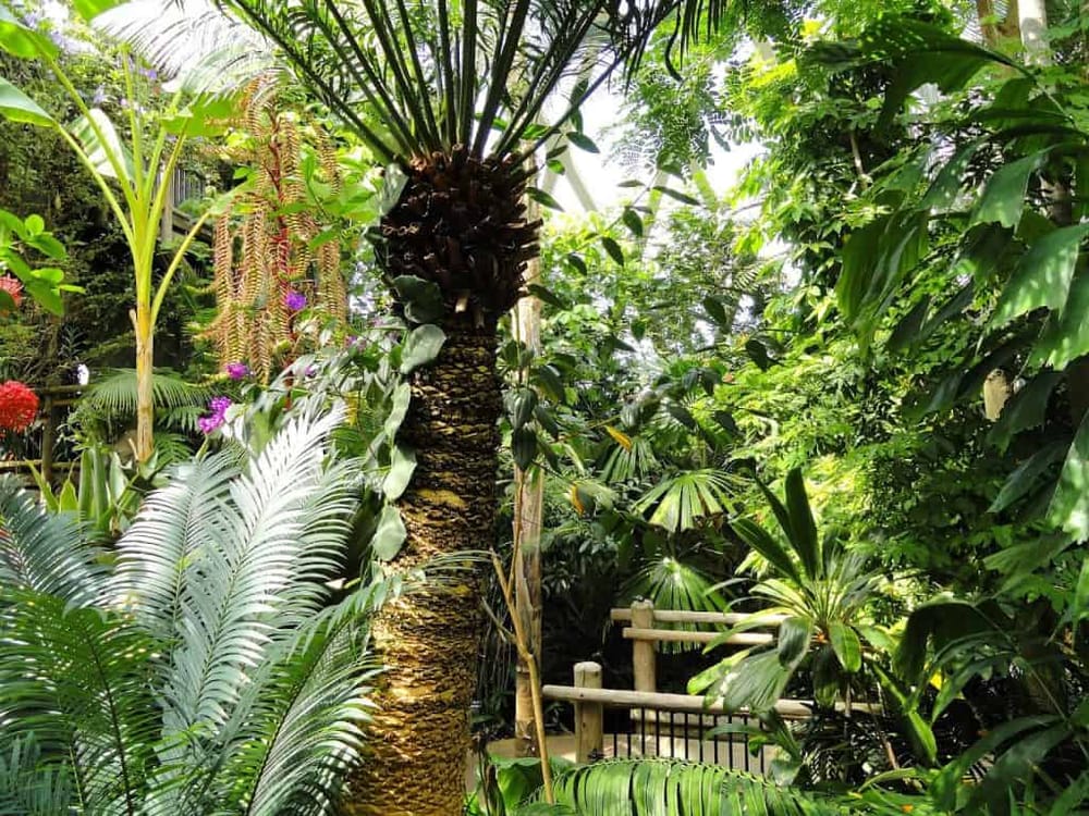 Lush tropical rainforest at QuestForDirections, featuring diverse plants and vibrant greenery.