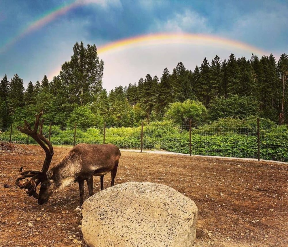Deer with antlers standing near a large rock in a wildlife sanctuary with rainbow over forested background.