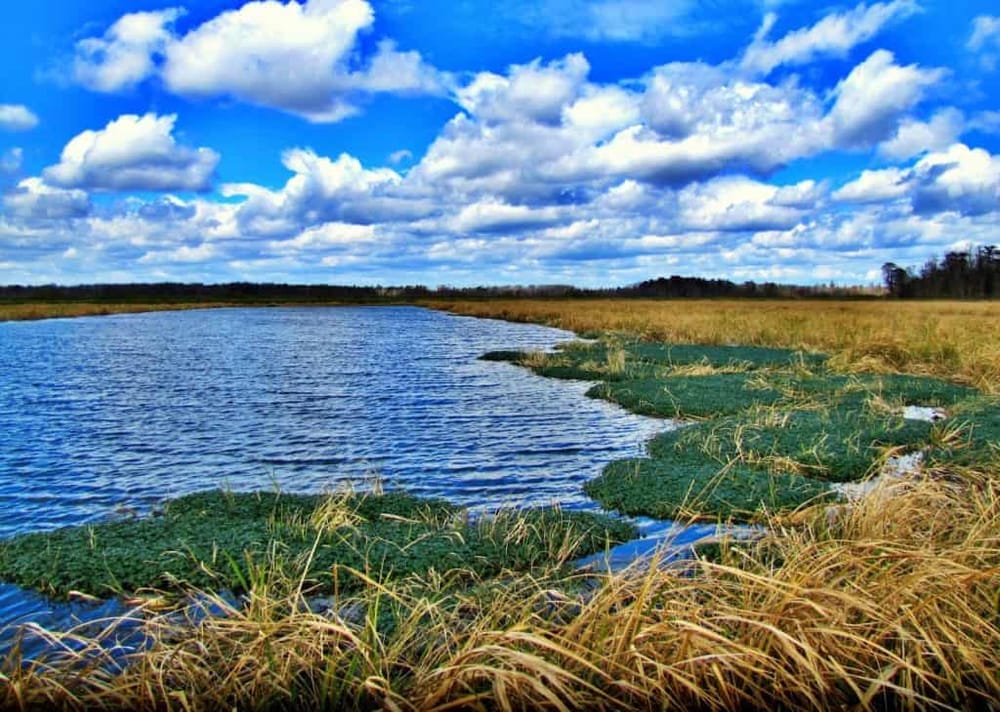 Vibrant wetland scene with blue lake, tall grasses, and partly cloudy sky, showcasing nature's beauty.
