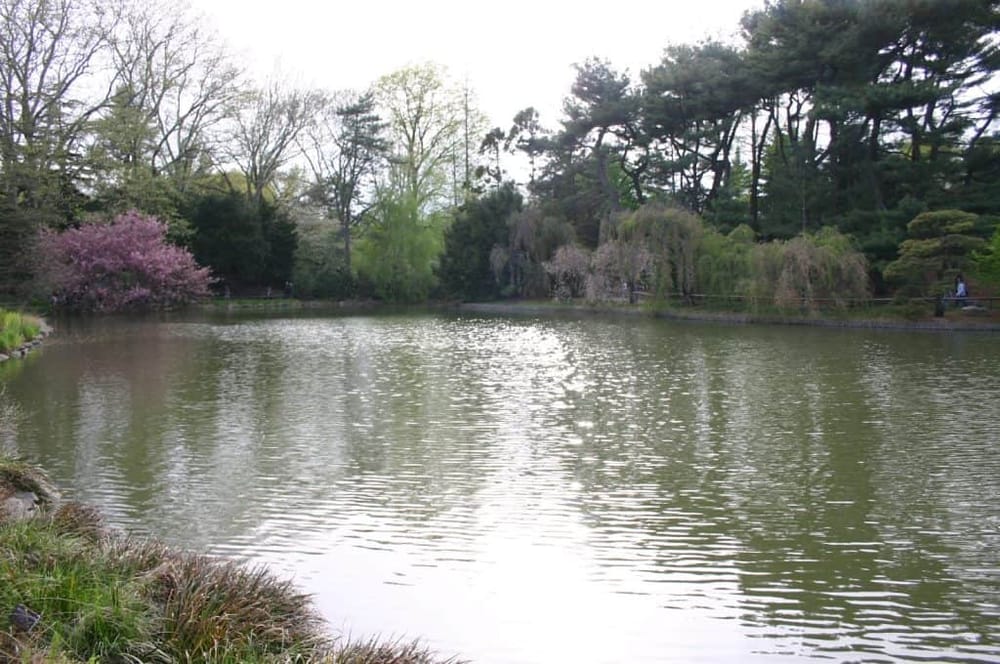 Serene park pond with lush trees and blooming cherry blossoms, perfect for outdoor relaxation and nature walks.