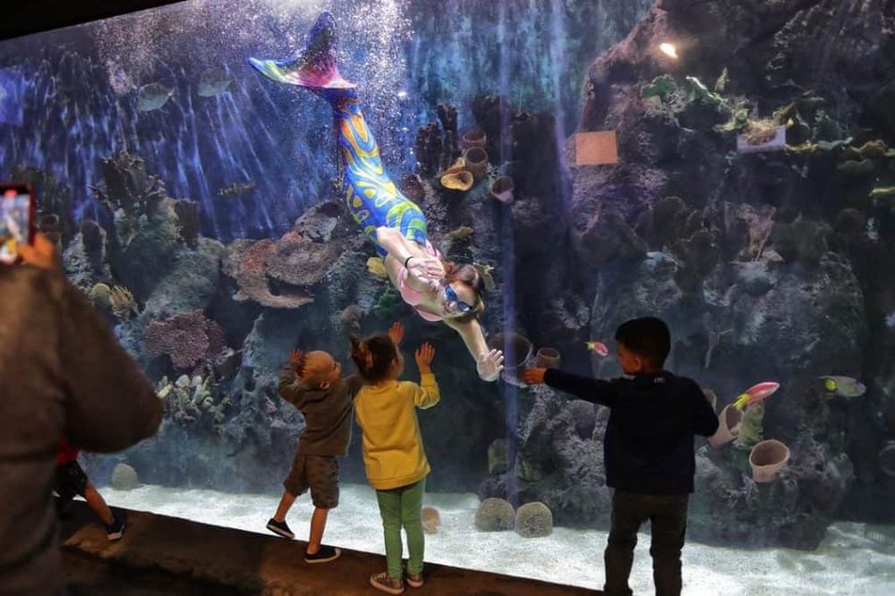 Colorful mermaid and children enjoying an educational aquarium display | QuestForDirections.