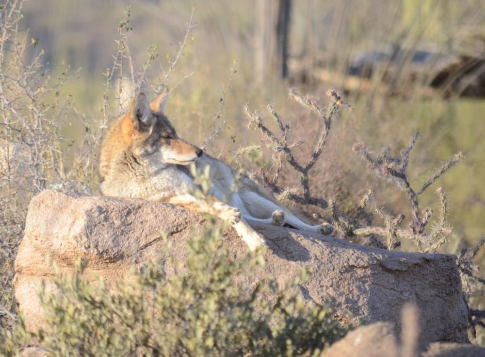 Wild coyote resting on a rock in desert landscape, sunlight, dry shrubs, wildlife exploration, QuestForDirections.