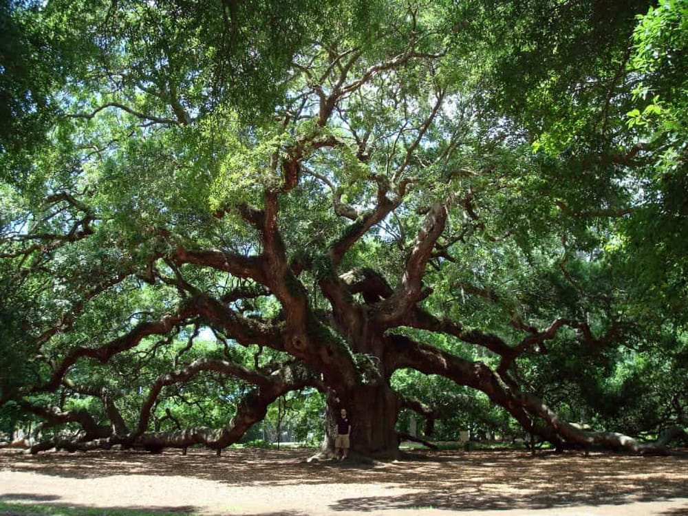 Ancient majestic oak tree with sprawling branches at QuestForDirections park, iconic natural landmark for guided outdoor exploration.