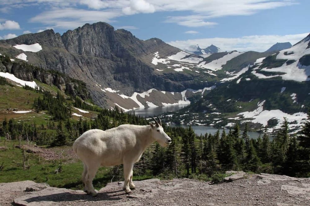 Stunning mountain landscape with a mountain goat, lush greenery, snow-capped peaks, and a serene lake, perfect for nature photography and travel.