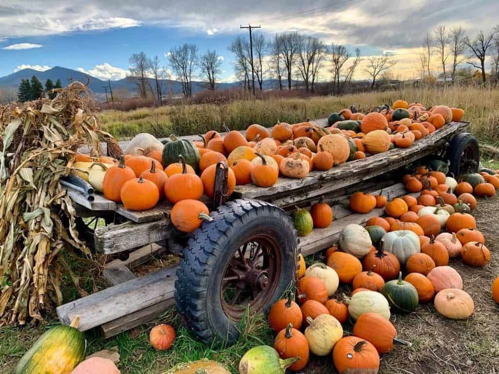 Pumpkins and gourds on rustic farm cart for fall harvest.