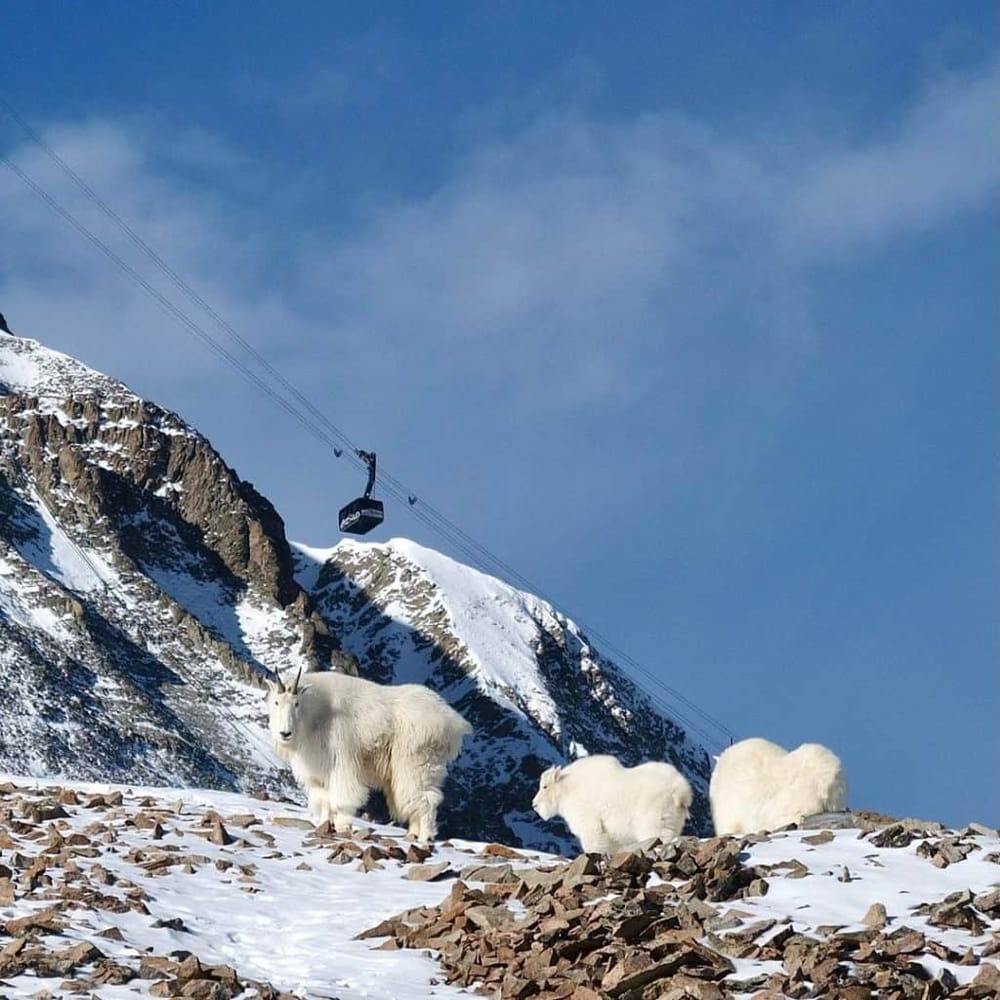 Snow goats in mountain landscape with ski lift, extreme outdoor adventure scene, snow-covered rocky terrain, winter travel destination.