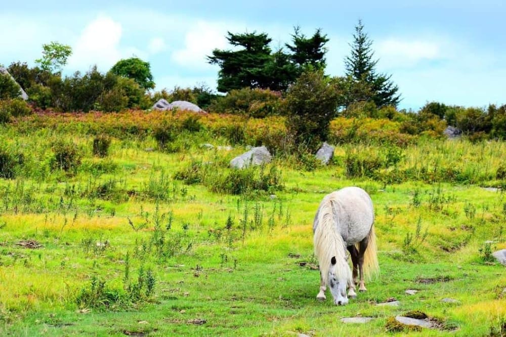 Serene countryside scene with white horse grazing amidst green grass and wildflowers.
