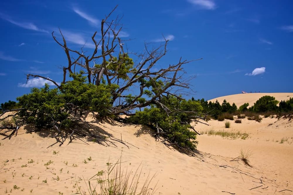 Dead tree with green foliage on sandy desert dunes under blue sky, outdoor scenery.