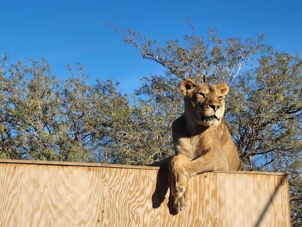 Majestic lioness resting on a wooden platform outdoors, showcasing wildlife and animal adventure.