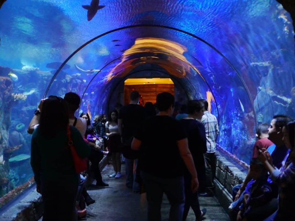 Underwater tunnel at the aquarium showcasing vibrant marine life and diverse aquatic creatures.