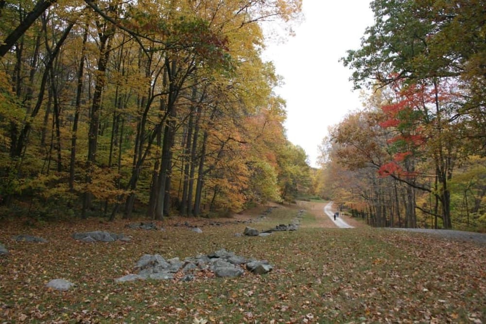 Colorful fall forest landscape with a winding trail and autumn foliage, ideal for nature and hiking enthusiasts.