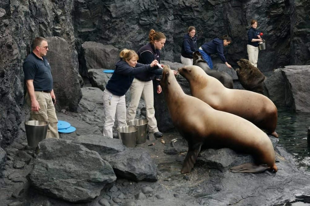 Sea lions being fed by trainers at the zoo, wildlife conservation and animal care.