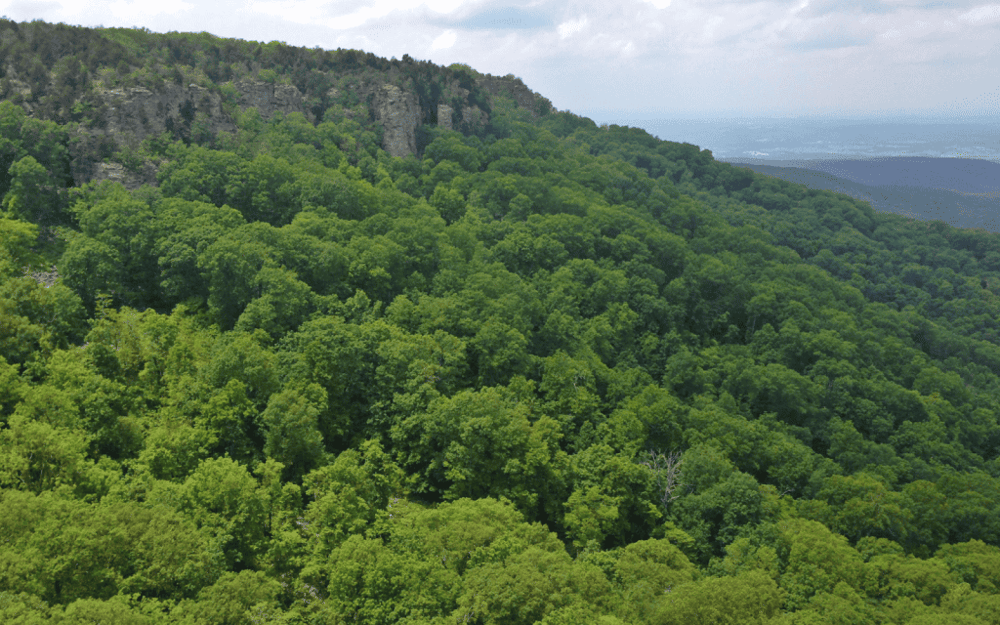 Lush green forest landscape with scenic mountain view and cloudy sky.
