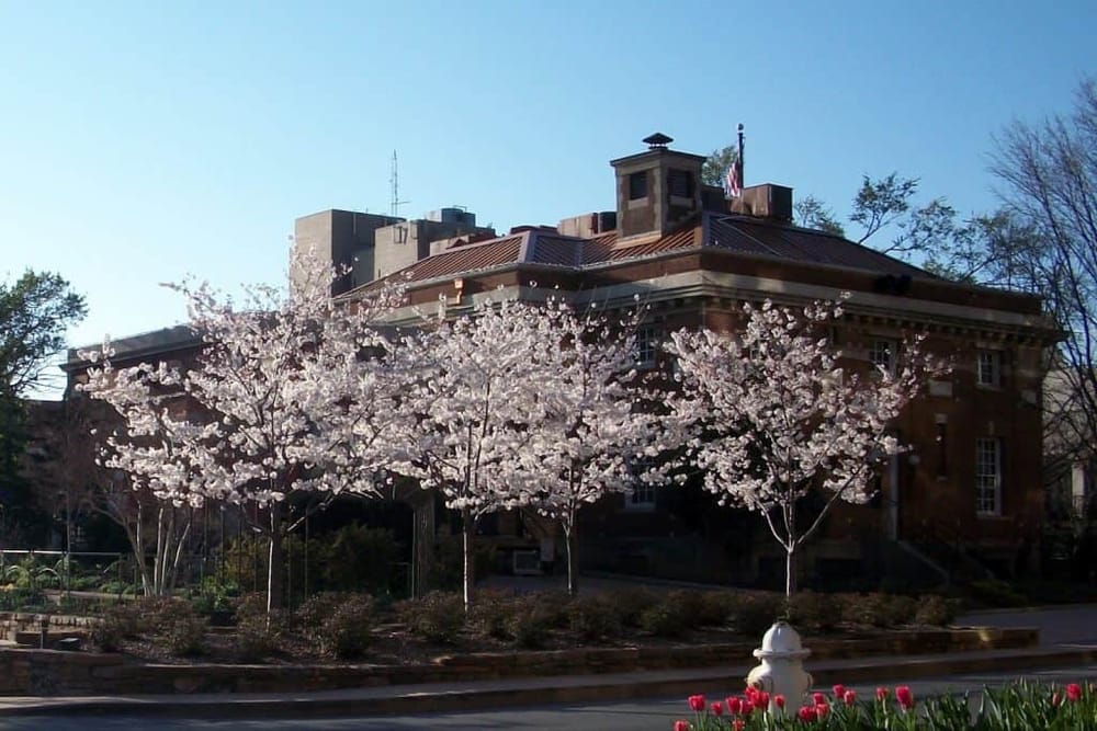 Cherry blossom trees in front of a historic brick building with a clear blue sky, representing a scenic sightseeing destination.