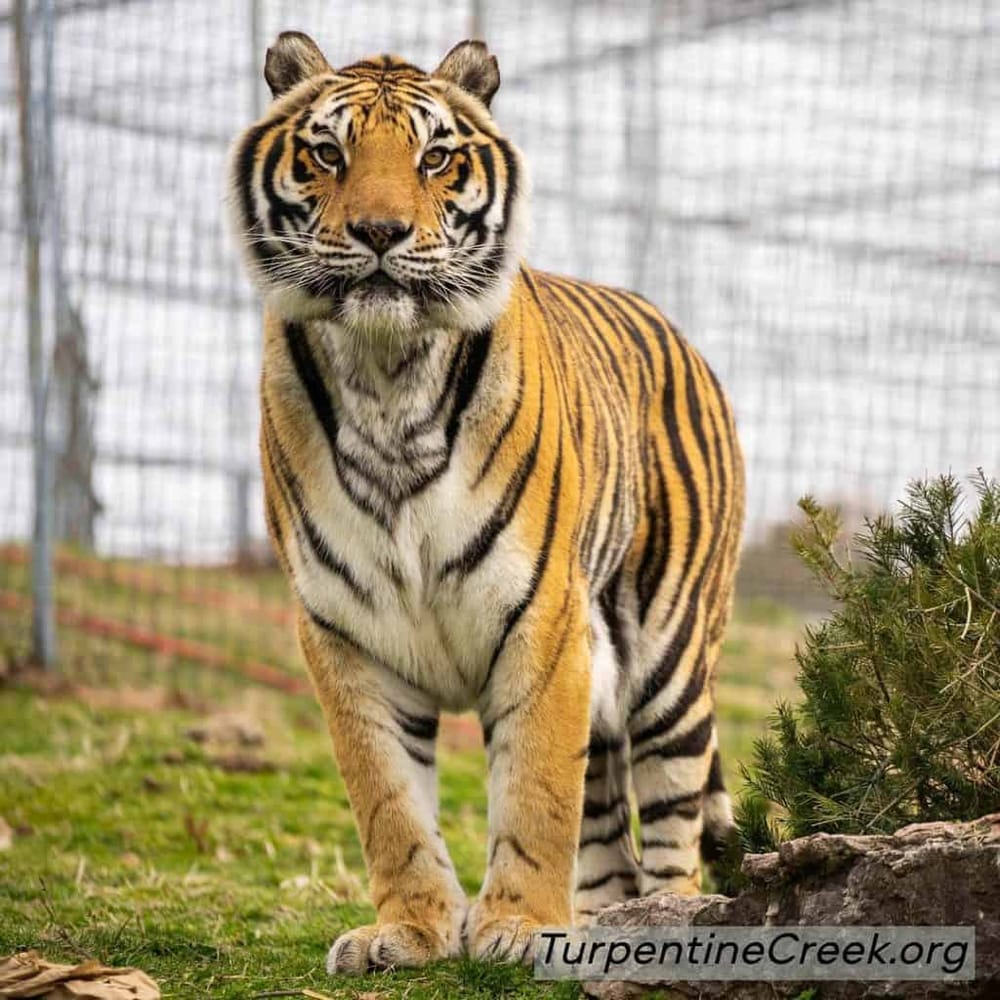 Majestic tiger in zoo habitat, showcasing wildlife conservation efforts.