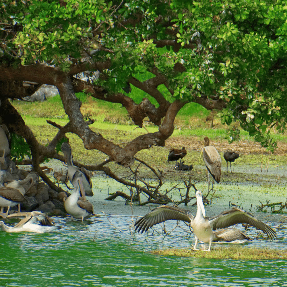 Birdwatch at Wing Haven