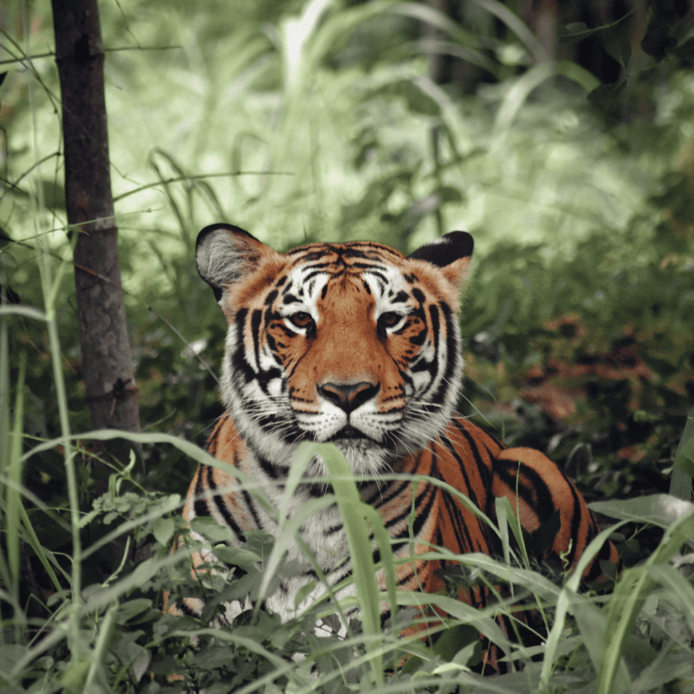 Discover the Catty Shack Ranch Wildlife Sanctuary