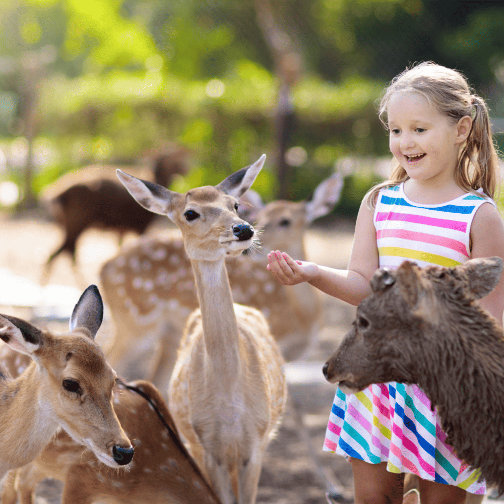 Enjoy family fun at the Fort Worth Zoo