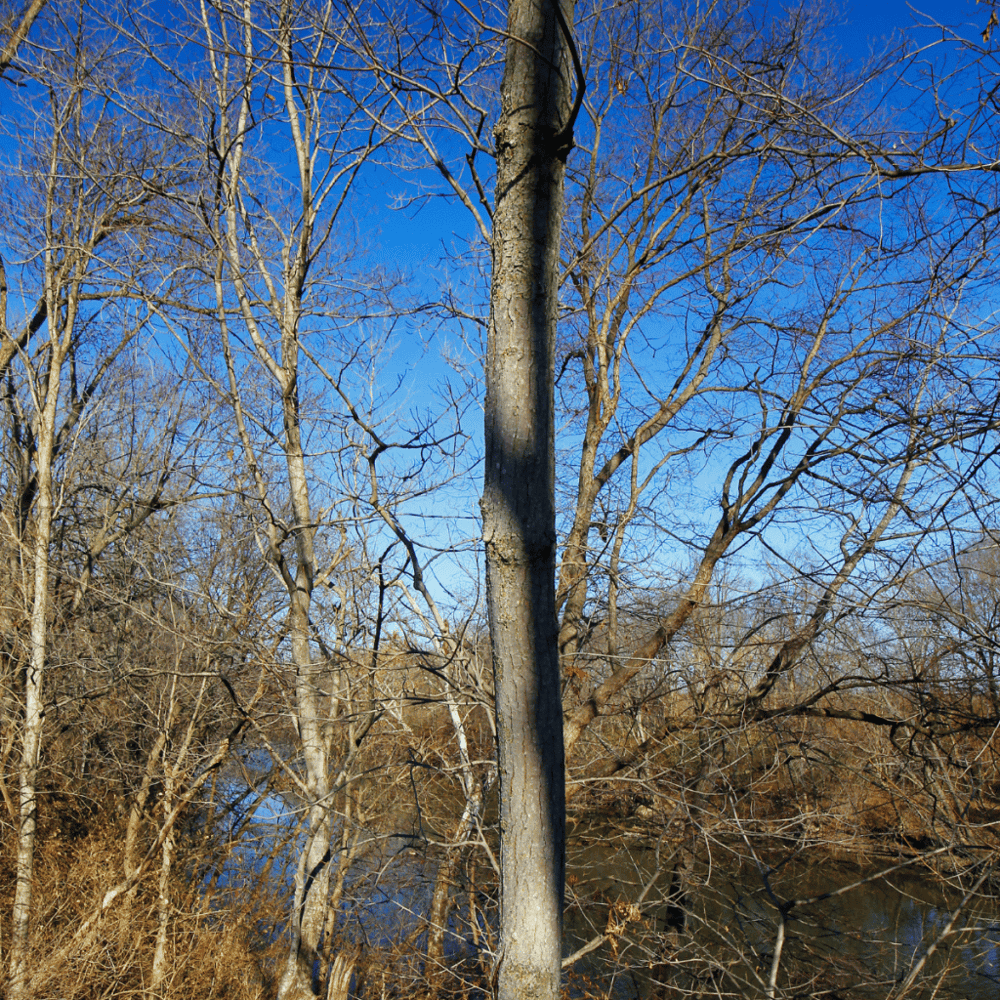 Find peace in the Scioto Audubon Metro Park