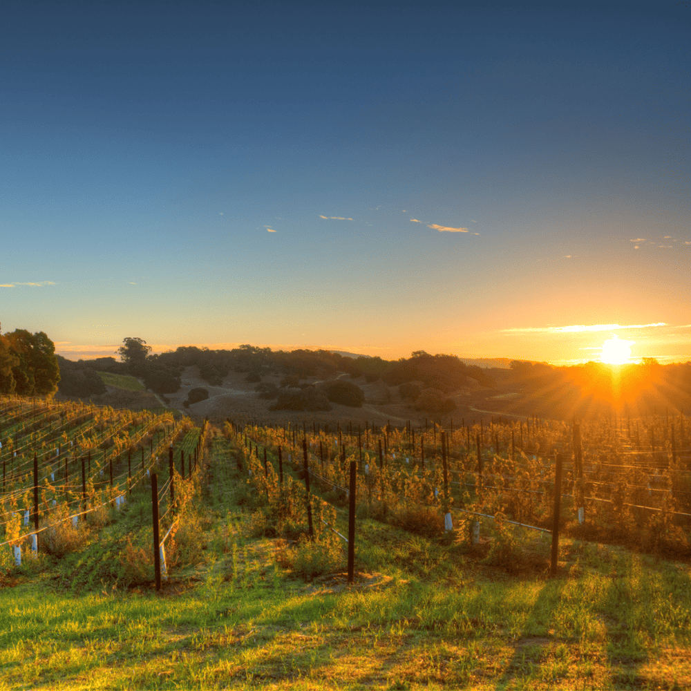 Go Wine Tasting in Napa Valley