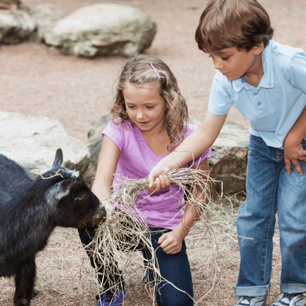 Interact with Exotic Creatures at Zootastic