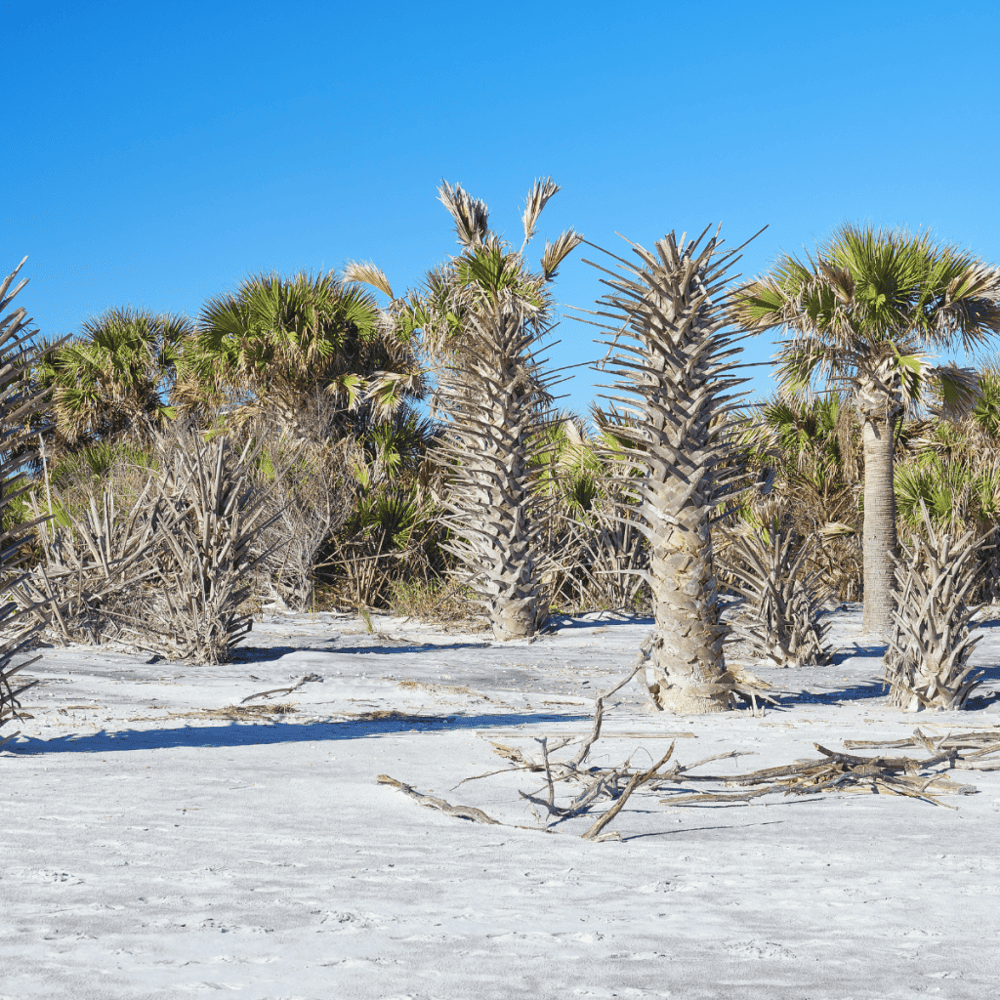 Little Talbot Island State Park