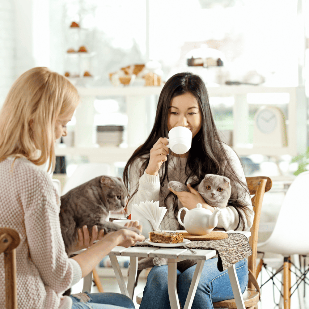 Relax at Whiskers and Soda