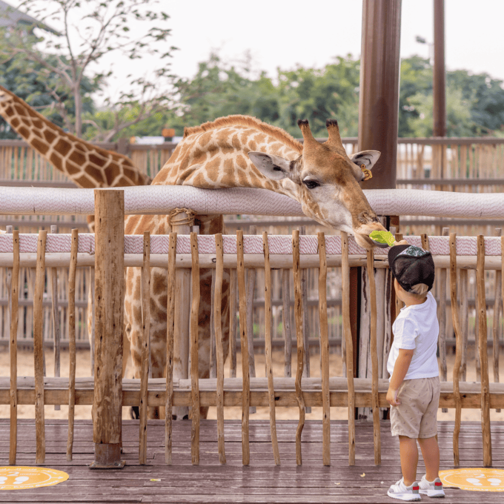 Take a walk on the Wild Side at Dallas Zoo