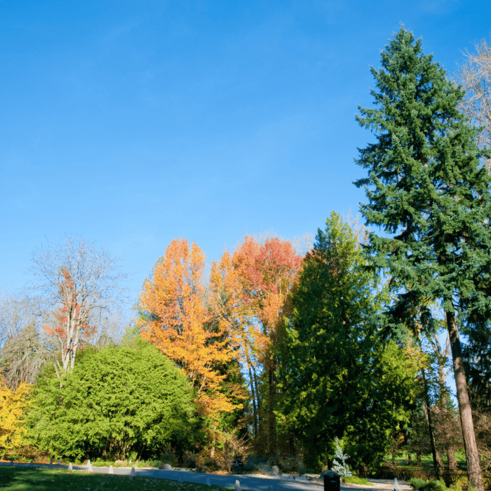 Take a Walk through the Washington Park Arboretum