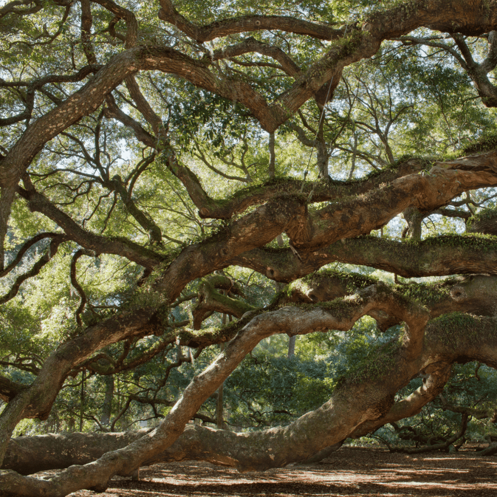 Touch the Gigantic Octopus-Like Southern Live Oak Tree