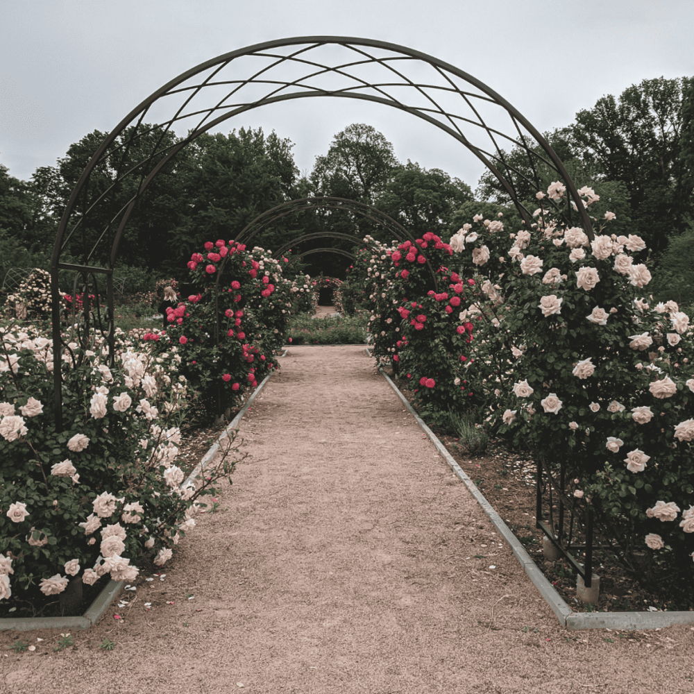 Unwind in the Whetstone Park Park of Roses