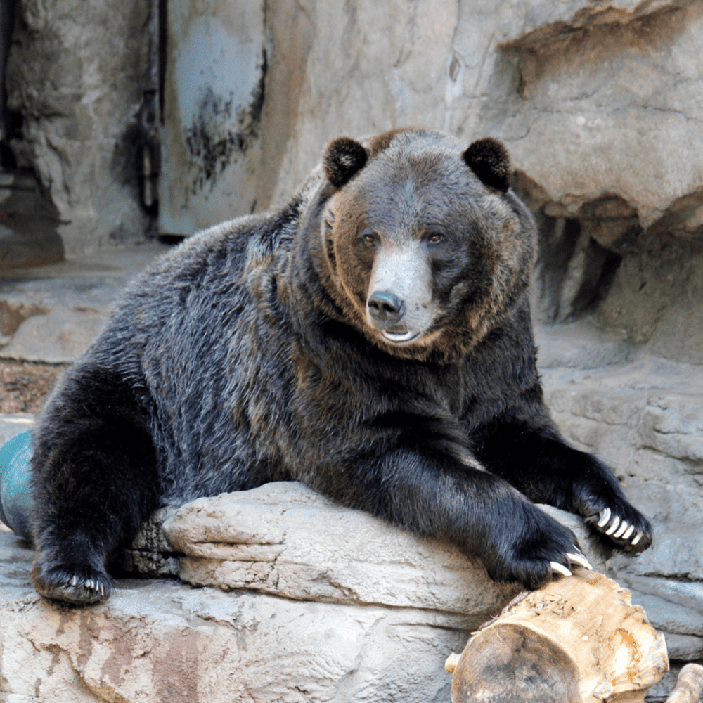 Value wildlife at the Denver Zoo