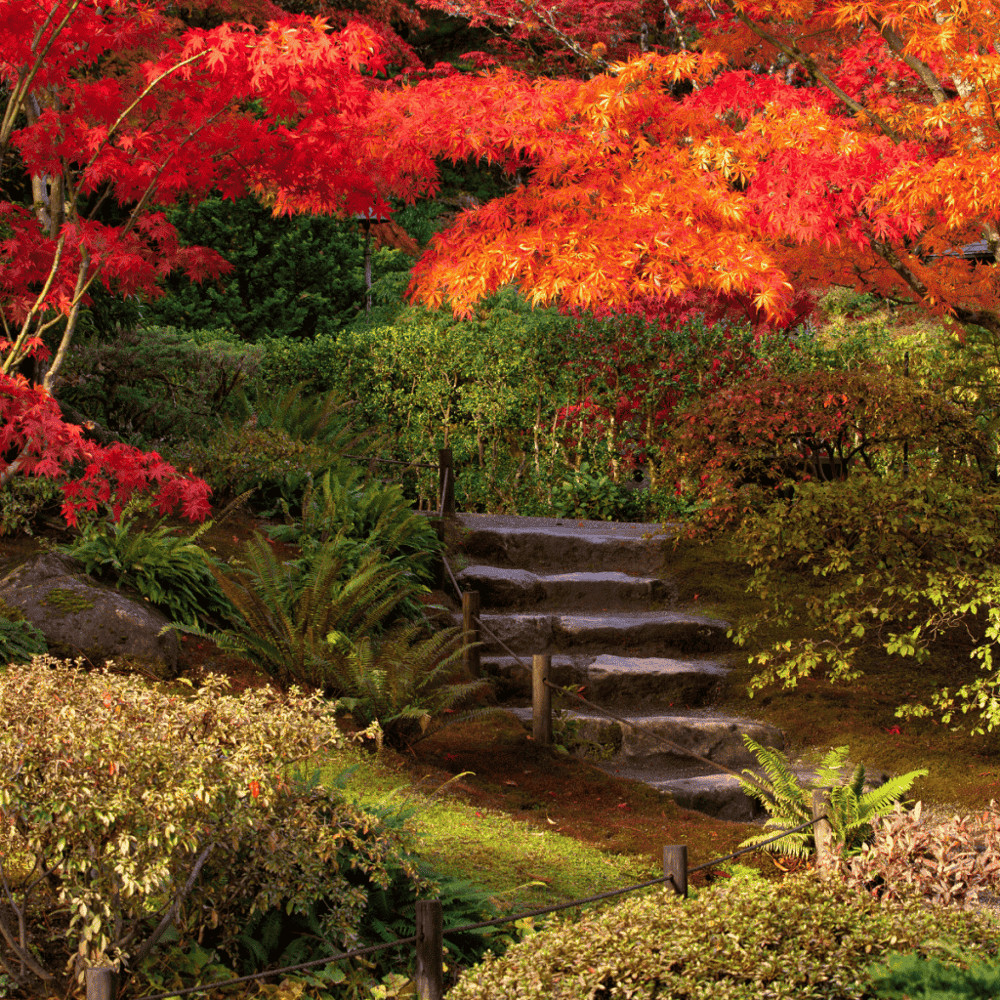 Visit the Seattle Japanese Garden